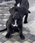  k dispozici tata cane corso