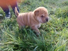 Shar Pei tata