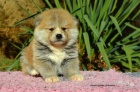 Akita Inu s PP