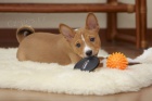 Ndhern tata Basenji k adopci.