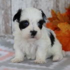 Prodm roztomil a zdrav tata havanese.
