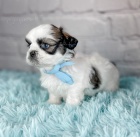 Prodm tata SHIH TZU