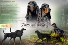 Velmi oekvan vrh ttek Black and Tan Coonhound