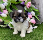 Zdrav, okovan a oderven mini ttka SHIH TZU k adopci.