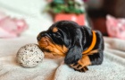 ttka Black and Tan Coonhound