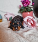 ttka Black and Tan Coonhound