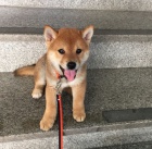 Prodm tata shiba inu