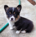 Prodm tata Pembroke Welsh Corgi.