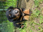 Prodm ttka Beauceron/ Francouzsk ovk