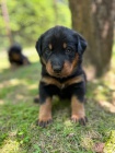 Prodm ttka Beauceron/ Francouzsk ovk