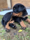 Prodm ttka Beauceron/ Francouzsk ovk