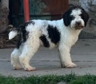 Lagotto Romagnolo na prodej