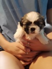 Shih Tzu tata na prodej