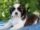 Shih-tzu, i-tzu ttka s PP FCI