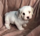 tata havanese na prodej.