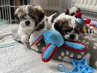 Prodm tata SHIH TZU