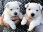 Prodm tata West Highland White Terriers