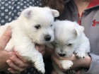 Prodm tata West Highland White Terriers