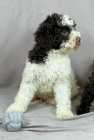 Lagotto Romagnolo KRSN ttka