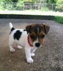 Prodm zdrav tata jack russella.