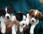 Prodm tata jack russell terira.