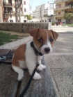 Prodm zdrav tata jack russell terira.