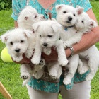 Prodm mini mini tata West Highland White Terriers