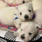 Prodm mini mini tata West Highland White Terriers