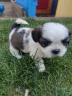 Prodm tata SHIH TZU