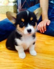 Prodm tata Pembroke Welsh Corgi.