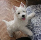 Prodm tata West Highland White Terriers