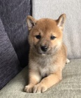 Prodm tata shiba inu