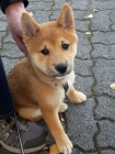 Prodm tata shiba inu