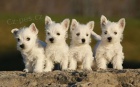 Prodm mini mini tata West Highland White Terriers