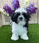tata shih tzu