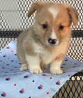 corgi, americk tata