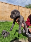 Prodm zdrav okovan tata italskho Cane Corso