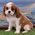 Prodm mini okovan tata Cavalier King Charles Spaniel.