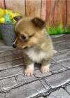 Corgi, welsh pembroke