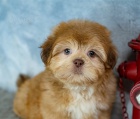 tata shih tzu