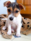 Prodm zdrav tata jack russell terira.