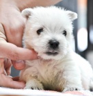 Prodm tata West Highland White Terriers