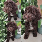 Lagotto Romagnolo tata na prodej