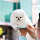 Mini pomeranian - tenata Fenku