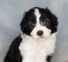 tata Aussiedoodle na prodej.