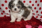 Prodm tata SHIH TZU