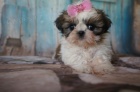 Prodm tata SHIH TZU