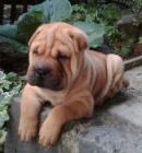 Shar-pei okovan tata na prodej.