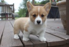 Prodm tata Pembroke Welsh Corgi.