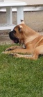 Cane Corso tata